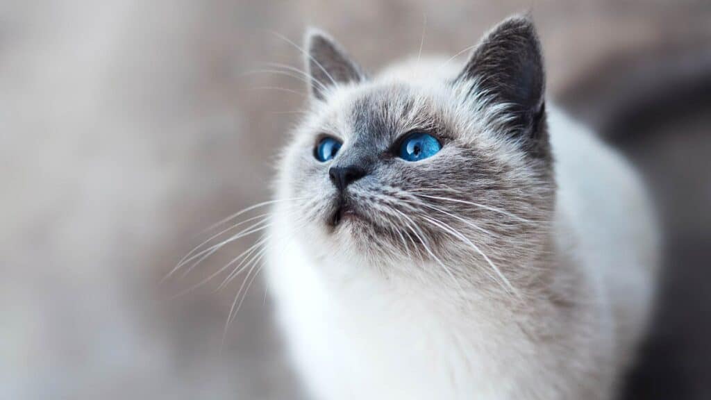 A white cat with deep, blue eyes