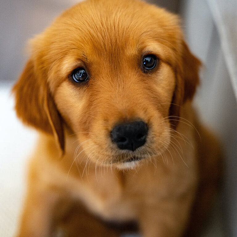 Golden Retriever Puppy Rhinelander Vet Photo